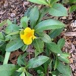 Hibbertia scandens leaf picture by An Maro (cc-by-sa)