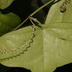 Passiflora megacoriacea leaf picture by Nelson Zamora Villalobos (cc-by-nc)