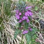 Pedicularis verticillata habit picture by Francois Mansour (cc-by-sa)