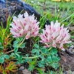 Trifolium macrocephalum flower picture by Rachael Vaughn (cc-by-sa)