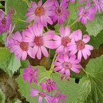 Pericallis cruenta (l'hér.) flower picture by Yogendra Rajput (cc-by-sa)