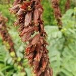 Melianthus major flower picture by roncuzzi rocco (cc-by-sa)