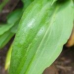 Solidago speciosa leaf picture by Michael Goldthwaite (cc-by-sa)