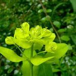 Euphorbia illirica flower picture by Llandrich anna (cc-by-sa)