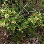 Codia discolor habit picture by Richard Chesher (cc-by-sa)