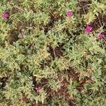 Cistus crispus habit picture by E T (cc-by-sa)