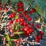 Nandina domestica fruit picture by Alessandro Tonucci (cc-by-sa)