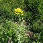 Brassica rapa habit picture by Florian Fournier (cc-by-sa)