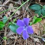 Vinca minor flower picture by robidema (cc-by-sa)