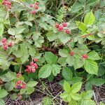 Rubus divaricatus habit picture by Sabina Hartmann (cc-by-sa)