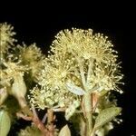 Hydrangea serratifolia flower picture by Daniel Barthelemy (cc-by-nc)