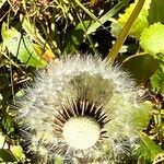 Taraxacum rubicundum fruit picture by Siriann Grenness (cc-by-sa)