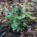 Quercus nigra habit picture by Eli Small (cc-by-sa)