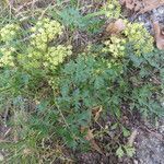 Peucedanum alsaticum habit picture by Michael Andresek (cc-by-sa)