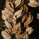 Dioscorea urophylla fruit picture by Nelson Zamora Villalobos (cc-by-nc)