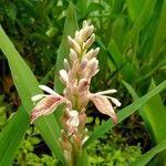 Alpinia calcarata flower picture by Asim Kumar Mishra (cc-by-sa)