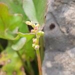 Rumex scutatus flower picture by Jean-François Baudin (cc-by-sa)