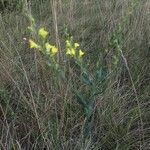 Linaria genistifolia leaf picture by Fodor Eszter Fodor Eszter (cc-by-sa)