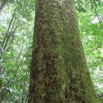 Carapa nicaraguensis habit picture by SINAC Pérez Greivin (cc-by-sa)