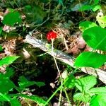 Rubus pubescens fruit picture by Andre (cc-by-sa)