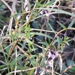 Scutellaria racemosa flower picture by Trap Hers (cc-by-sa)