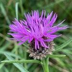 Centaurea nigra flower picture by David Hocken (cc-by-sa)