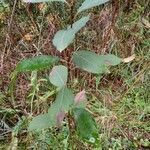 Salix caprea habit picture by Stefano Lazzaretti (cc-by-sa)