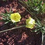 Oenothera howardii flower picture by Mary Lou Sagaser (cc-by-sa)