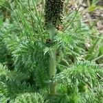 Acaena myriophylla flower picture by Trap Hers (cc-by-sa)