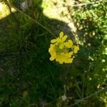 Diplotaxis muralis flower picture by José Vicente de Lucio (cc-by-sa)