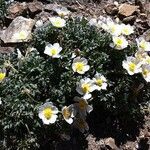 Ranunculus seguieri flower picture by Reinhard Bachmann (cc-by-sa)