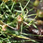 Juncus bulbosus leaf picture by Sylvain Piry (cc-by-sa)