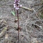 Cynorkis squamosa flower picture by Bernard REYNAUD (cc-by-sa)