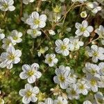 Saxifraga hariotii flower picture by Giode Tonpino (cc-by-sa)