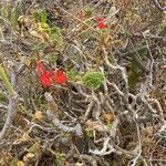 Pelargonium inquinans (l.) l'hér. habit picture by Sastre Oriol (cc-by-sa)