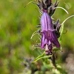 Penstemon whippleanus flower picture by Eylisia (cc-by-sa)