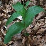 Epipactis leptochila leaf picture by Barry Cornelius (cc-by-sa)