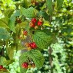 Cotoneaster bullatus fruit picture by Figl Toni (cc-by-sa)