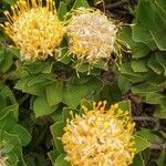 Leucospermum cordifolium flower picture by Nicole du Plooy (cc-by-sa)