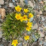 Saxifraga hirculus habit picture by Lennaert Steen (cc-by-sa)