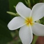 Plumeria rubra flower picture by Vargas Jose (cc-by-sa)