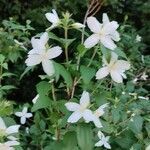 Philadelphus coronarius habit picture by Berardici Pat (cc-by-sa)