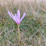 Colchicum alpinum habit picture by Gabriel Ollivier (cc-by-sa)