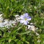 Linum alpinum flower picture by Stephane D. (cc-by-sa)