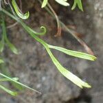 Asplenium septentrionale leaf picture by Sylvain Piry (cc-by-sa)