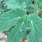 Begonia juliana leaf picture by Lorenzi Harri (cc-by-sa)