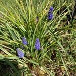 Muscari neglectum flower picture by Christelle Zanne (cc-by-sa)