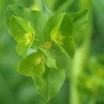 Euphorbia stricta flower picture by Sylvain Piry (cc-by-sa)