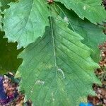 Quercus dentata leaf picture by Darkmattersun Sirius (cc-by-sa)