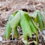 Podophyllum peltatum habit picture by Vicki Brown (cc-by-sa)